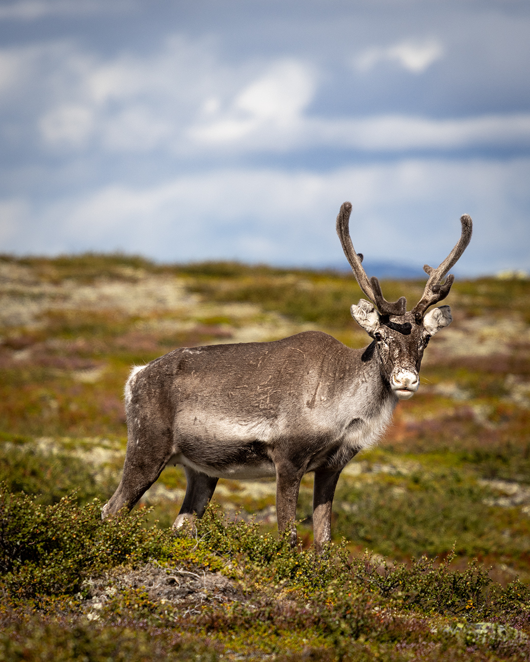 groena_bandet_002