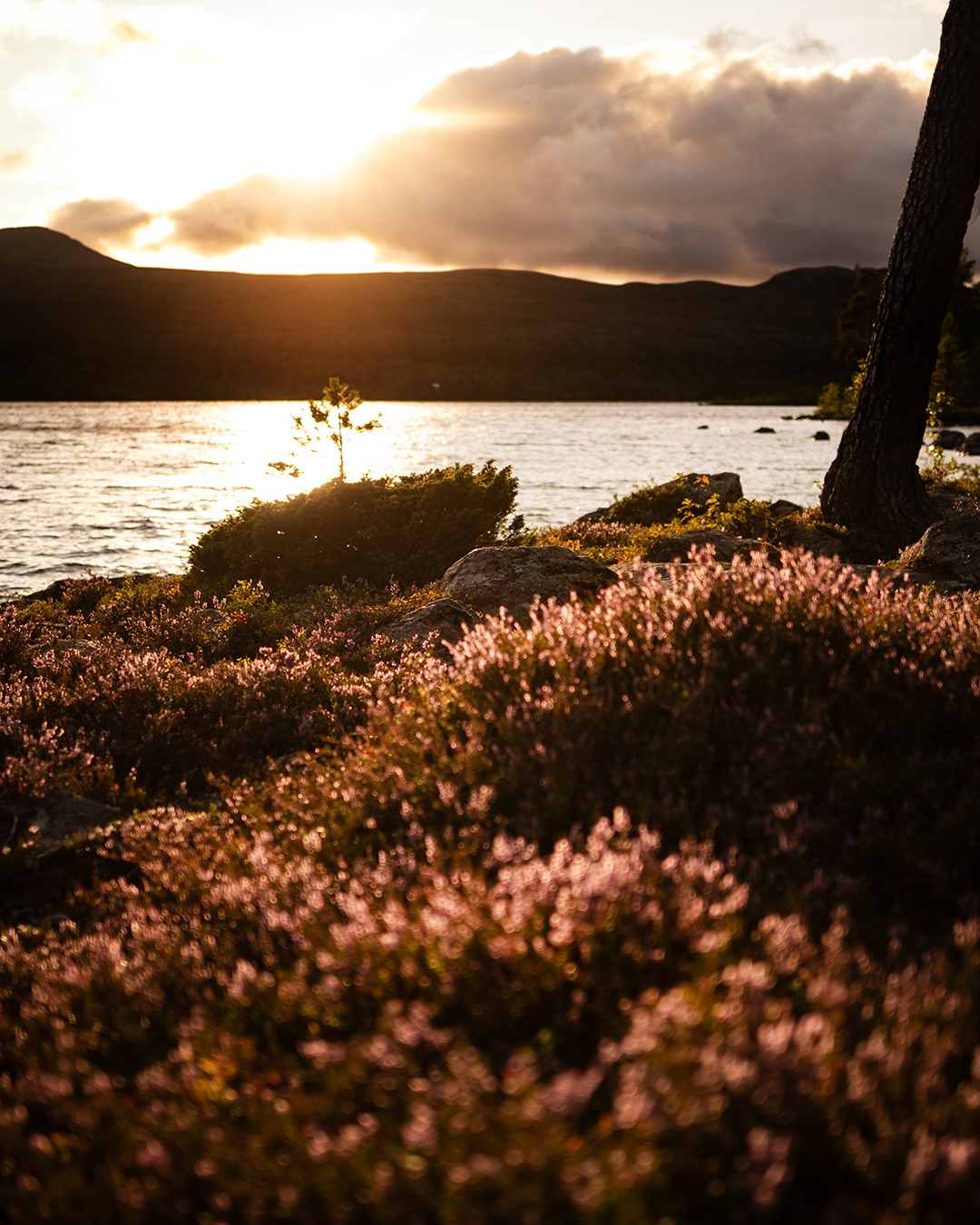 groena_bandet_007